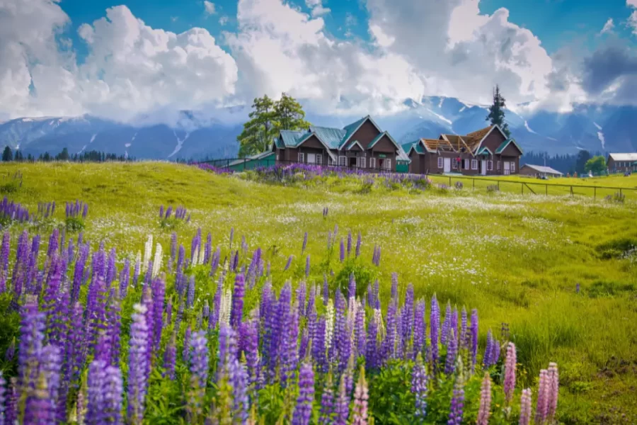 Fascinating Kashmir With Gulmarg Excursion